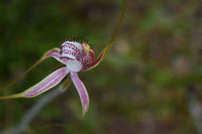 Caladenia - Orchid-spider-0037.JPG